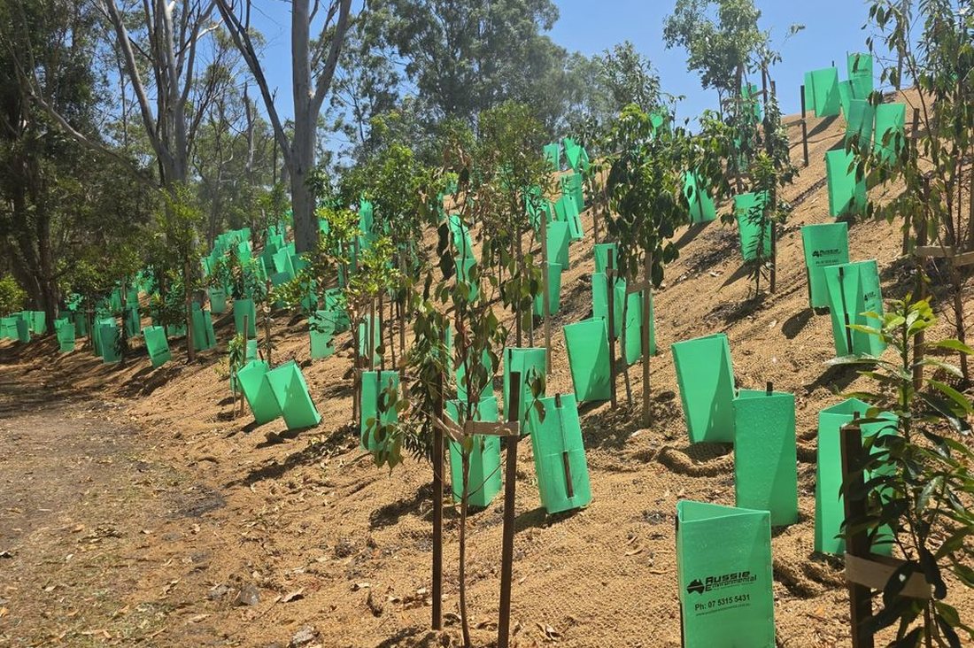 RACQ revegetation — wider establishment view with mature trees behind